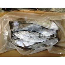 Novo fornecimento de peixe congelado Bonito para venda